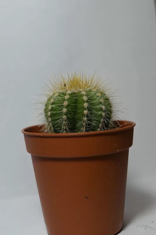 Как определить кактус. Определи вид кактуса. Кактус ленточный. Как определить кактус. Кактус с коричневым цветком название.