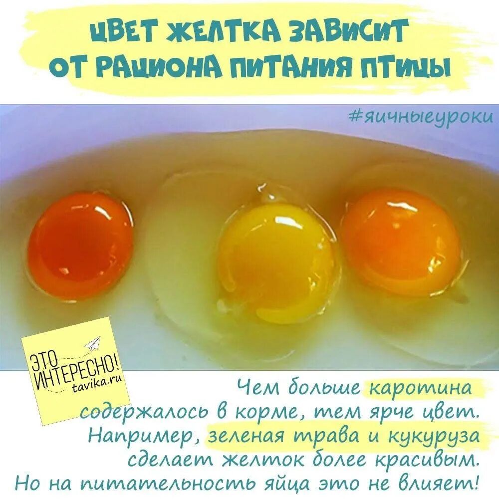 Нужно ли добавлять яйцо