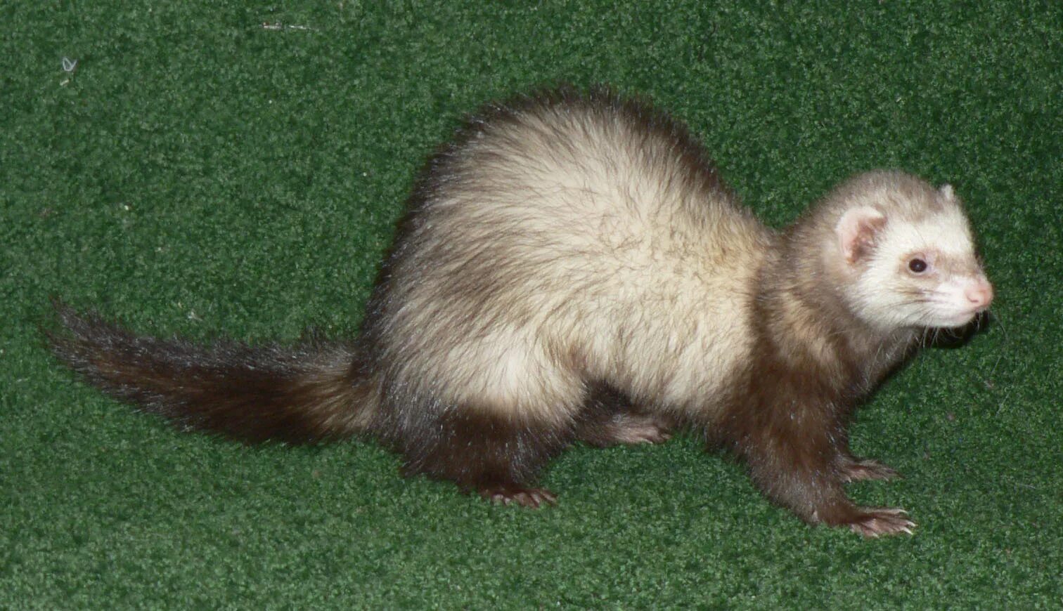 хорька сему. лесной хорь. куница соболь горностай. евразийский хорек. хорька сему.