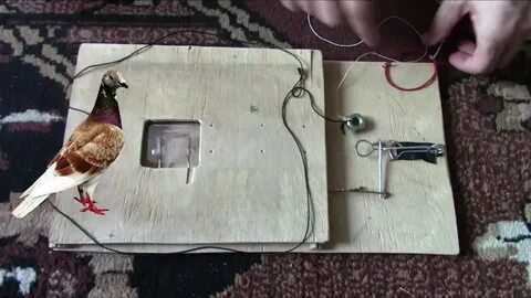 Как легко поймать голубя