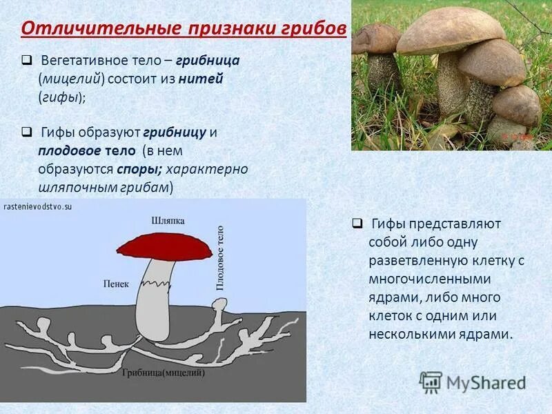 Признаки грибов 7 класс биология. Специфические признаки грибов. Отличительные признаки грибов. Отличительные особенности грибов.