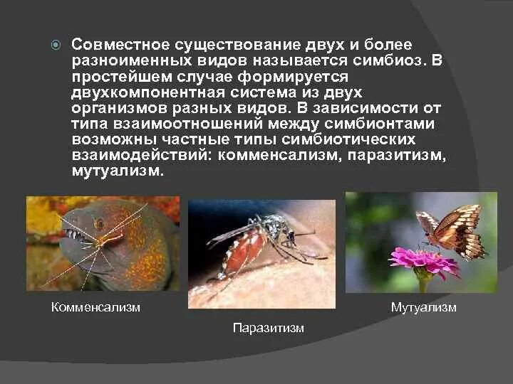 Совместное существование организмов. Форма совместного существования разноименных организмов. виды существования симбиоз. роль симбиоза в жизни животных. сосуществование двух различных видов организмов называется:.