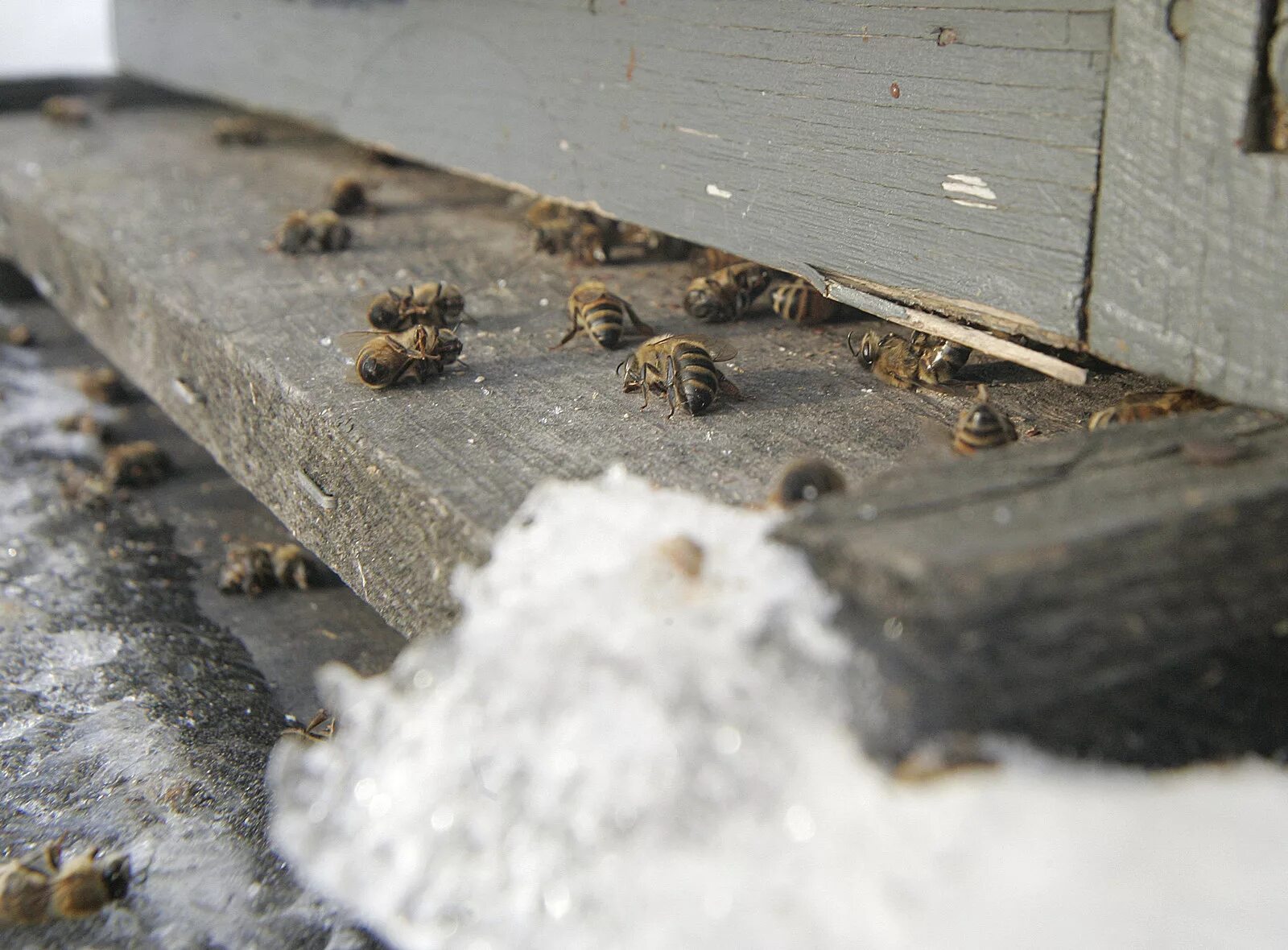 Пчелы зимой. Пчела на снегу. Пчелы спят зимой. Формирование гнезда пчел на зиму.
