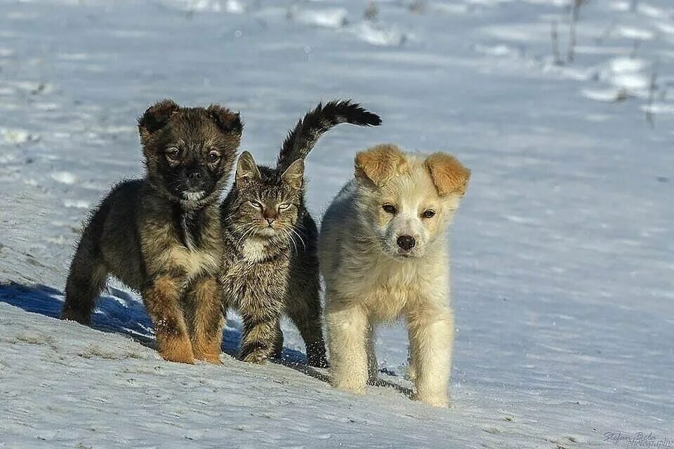 Animals brothers. Братья наши меньшие. Звери-братья наши меньшие. Животные наши меньшие друзья.