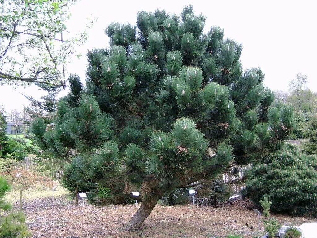 Сосна нигра описание. Сосна Pinus nigra. Сосна черная (Pinus nigra). Сосна черная Пинус Нигра Нигра. Pinus nigra (сосна чёрная) 'Nana'.