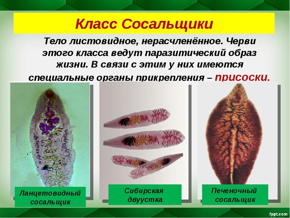 К группе плоских червей относится. Представители сосальщики плоские. Сосальщики черви представители паразитов. Представители плоских червей сосальщики. Представители сосальщиков червей.