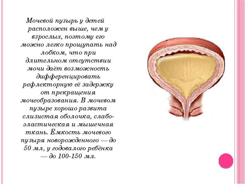 Болит полный мочевой пузырь. Мочевой пузырь новорожденного. Мочевой у детей анатомия.