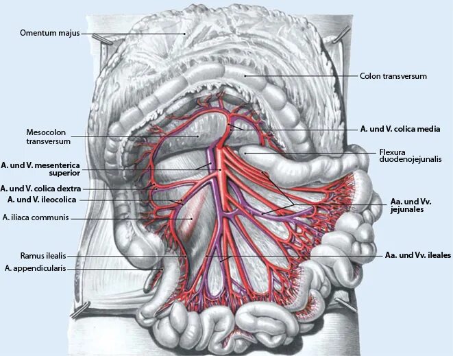 Colon transversum и ее Mesocolon. Colon перевод