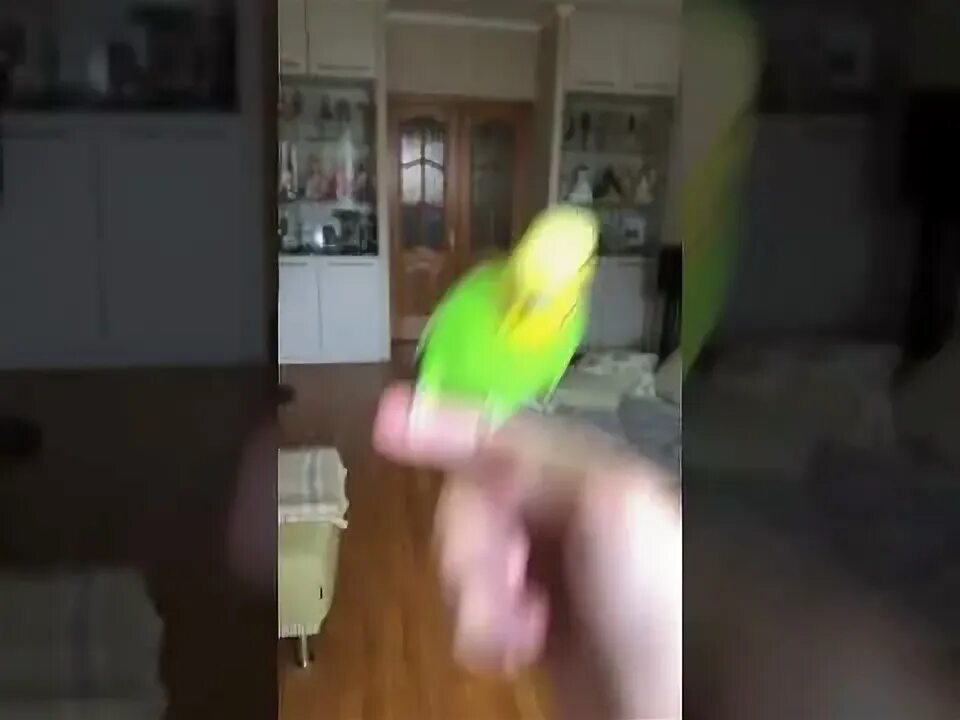 Попугай ричи. Попугай повторюха. Рисованный попугай танцует под музыку желто-синего цвета в тик токе. Корелла танцует видео. Танцующий попугай под татарскую.