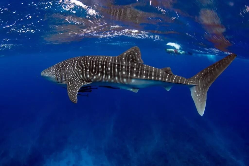 Как выглядит самая большая акула в мире 15-foot, 2,000-pound great white shark tracked south of New Orleans Great white