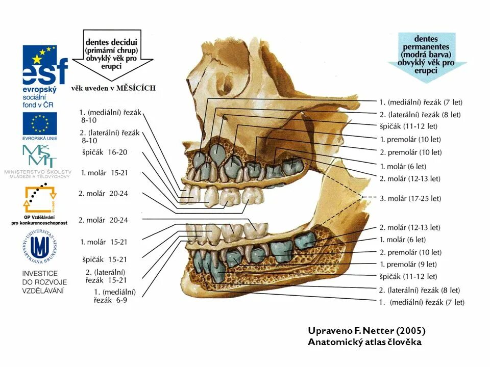 молочные и постоянные зубы анатомия