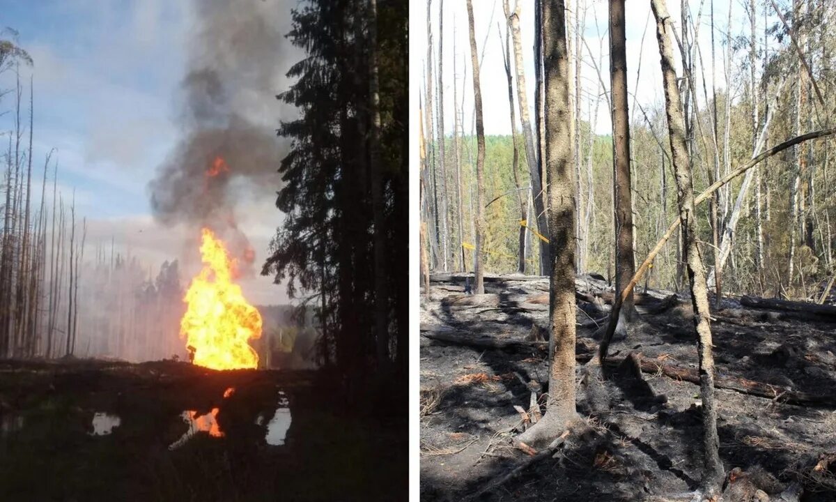 Подрыв нефтепровода. Лес после пожара. Лесной пожар фото. Взрыв леса.
