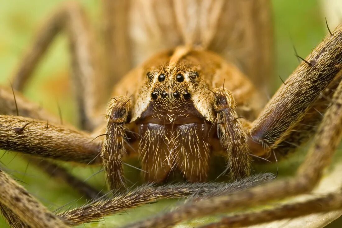 Самка паука. Пауки после спаривания. Паук самец поедает самку. Самка паука съедает самца.