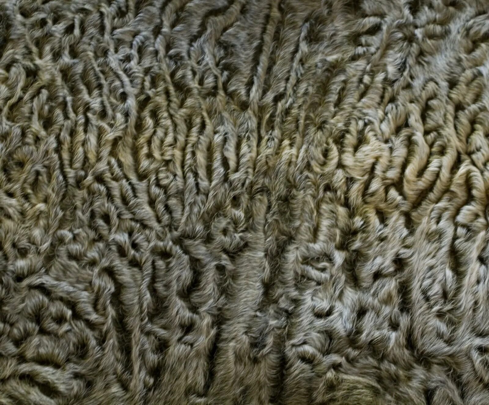 Муля каракуля