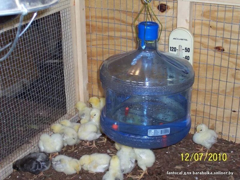 Поилка для цыплят из 110 трубы. Цыпленок пьет из блюдца воду. Первая вода для цыплят. Кормушка для цыплят. Поилка для суточных цыплят.