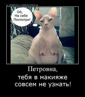 Увидев кота