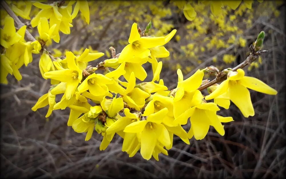 Кусты цветут весной желтыми цветами - найдено 87 картинок