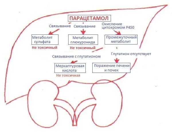 Влияние парацетамола на печень. Метаболизм парацетамола в печени. Парацетамол механизм действия фармакология. Paracetamol overdose. Биотрансформация парацетамола.