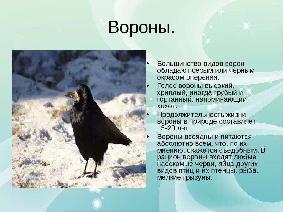 К какому виду относятся вороны. Доклад о вороне 2 класс окружающий мир. ворона описание. описание вороны. ворон описание.