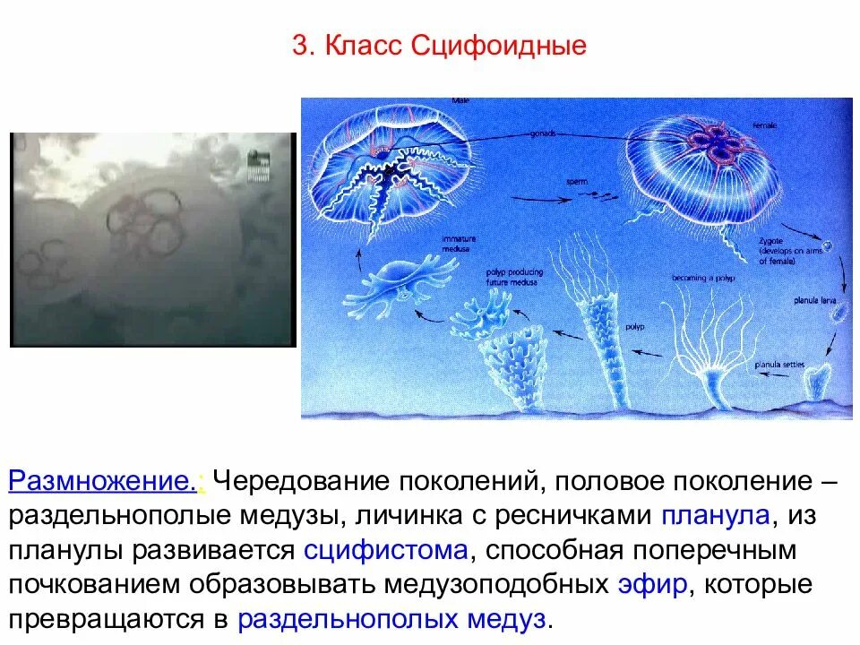 3 признака кишечнополостных. Сцифоидные планула. Планула Сцифоидные медузы. Планула кишечнополостных. Подцарство многоклеточные Тип Кишечнополостные.