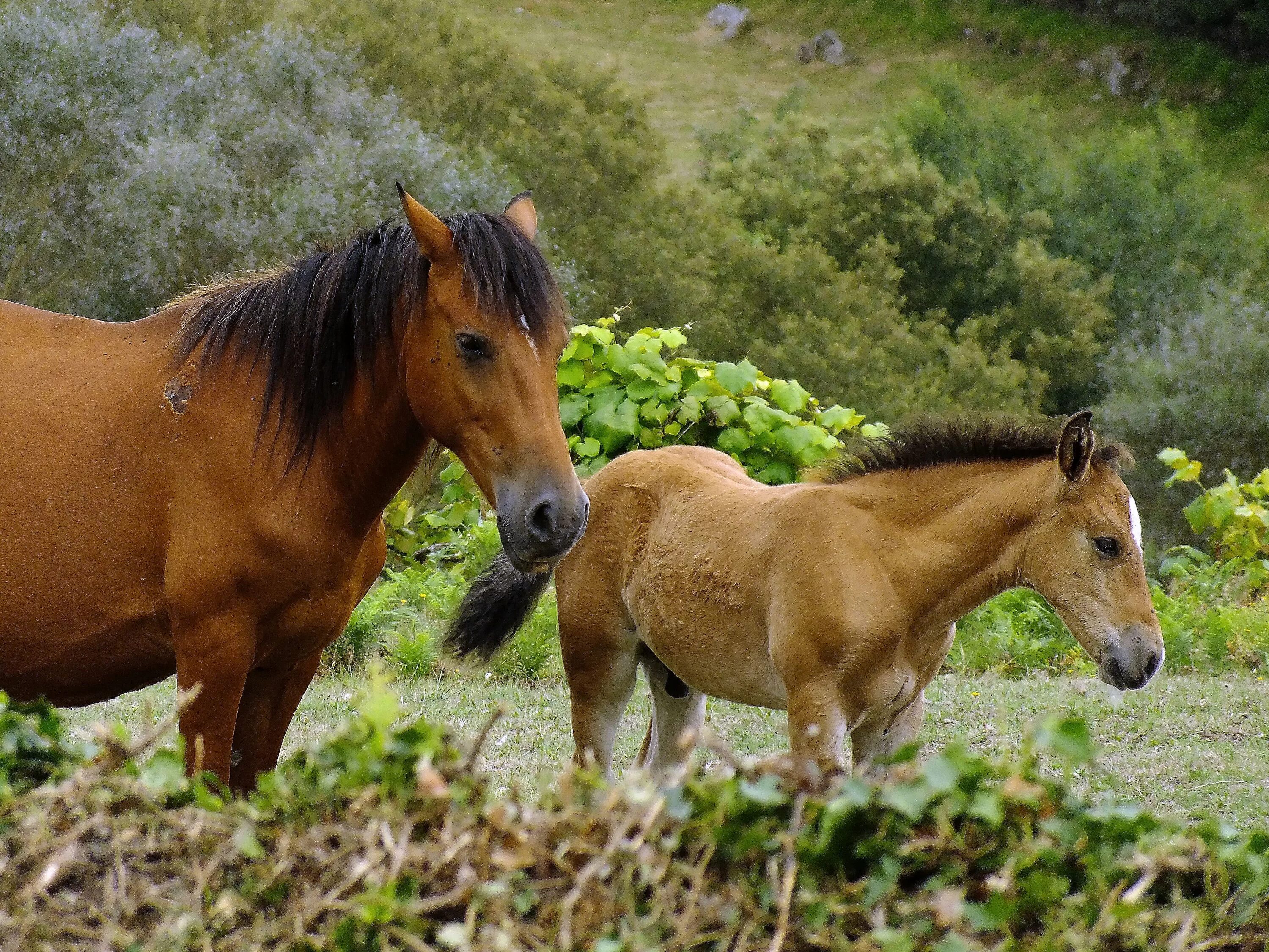 A horse is an animal. Мустанг млекопитающие. Мустанг лошадь. Млекопитающие лошадь. Домашние животные лошадь.