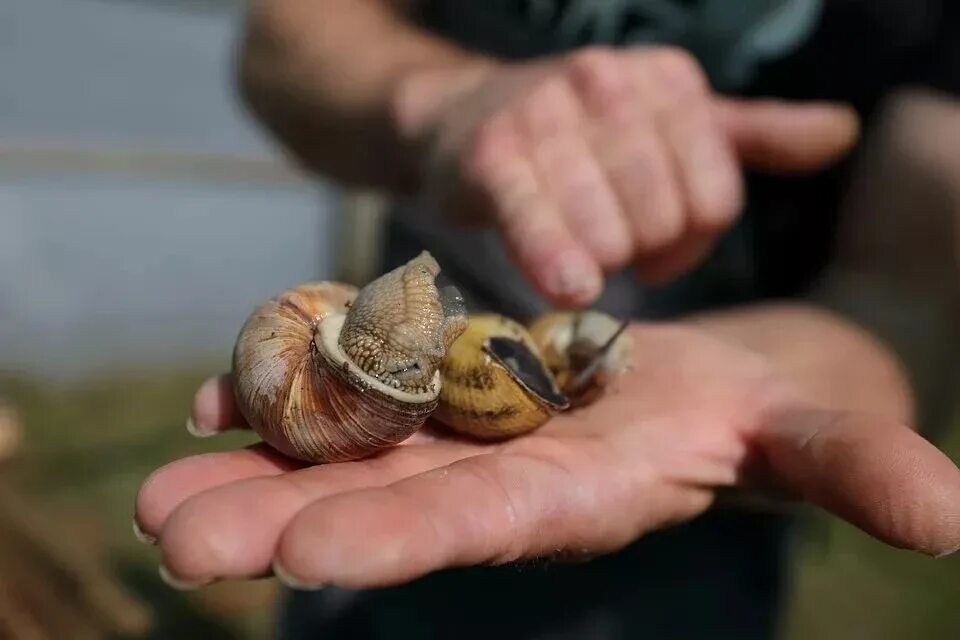 Раковина виноградной улитки. Улитка физа пузырчатая. Улитка виноградная escargots. Брюхоногие моллюски гастропода. Моллюски виноградная улитка.