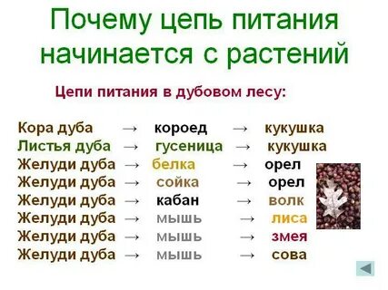 Цепь питания лесной зоны 4