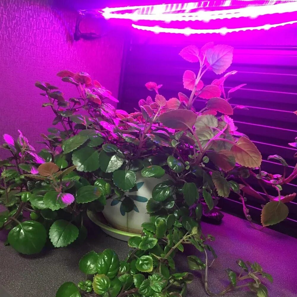 фитолампа эра 80 вт rb led y. фитолампа "здоровья клад" 9вт. подсветка растений. досвечивание рассады. лампа general 6500k 40 вт для досвечивания рассады.