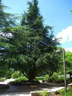 Atlas cedar