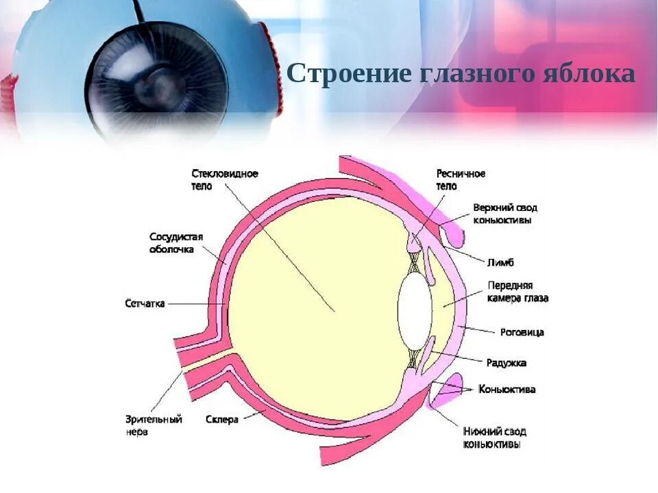 Фиброзная оболочка строение и функции. Оболочки глазного яблока анатомия. Строение оболочек глазного яблока анатомия. Строение глазного яблока офтальмология. Строение роговицы оболочки глаза.