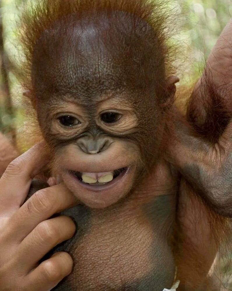Глупая обезьяна. Смешные обезьяны. Обезьянка улыбается. Улыбка обезьяны.