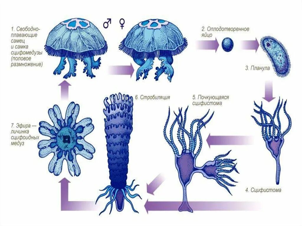 Размножение сцифоидных медуз. Жизненный цикл полипа и медузы. Размножение гидроидных полипов. Цикл развития медузы и гидры.