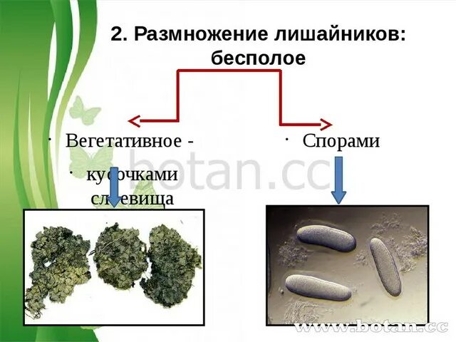 Бесполое размножение лишайников. Вегетативное размножение лишайника. Лишайники 5 класс биология размножение. Лишайник бесполое размножение. Споры лишайника