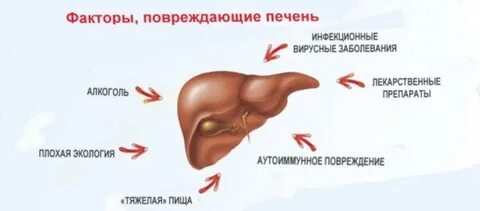 К кому обращаться с печенью