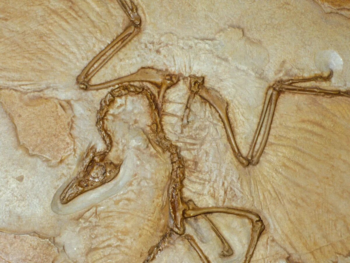 Археоптерикс Fossil. Археоптерикс окаменел. Юрский период Археоптерикс. Палеонтология Археоптерикс. Скелет археоптерикса