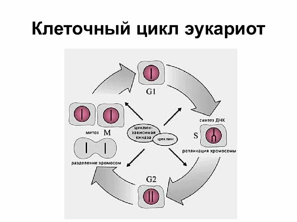 Накопление энергии для деления клетки. Клеточный цикл эукариотической клетки. Схема клеточного цикла соматической клетки эукариот. Фазы клеточного цикла эукариот. Клеточный цикл фазы клеточного цикла эукариот.