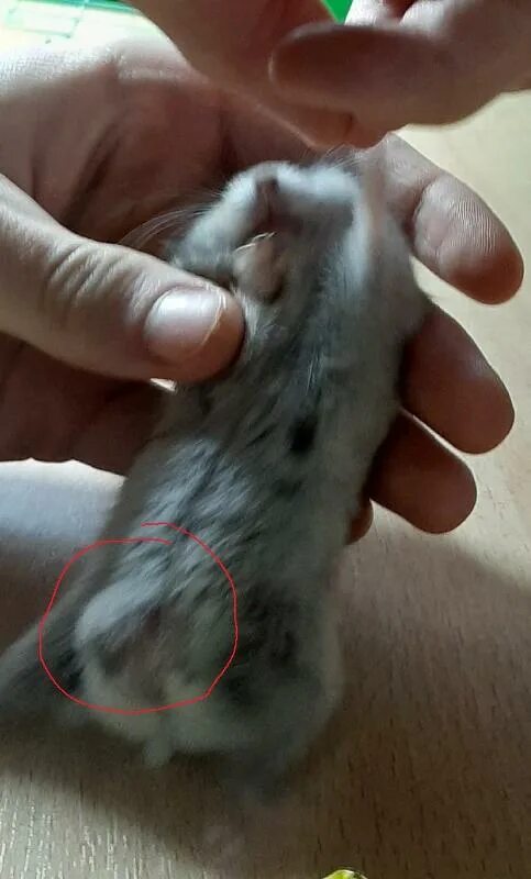 Как понять что джунгарик умирает. Джунгарский хомячок. Маленькие джунгарские хомяки помидорчики. Мертвые хомяки джунгарики. Спящий джунгарский хомяк.