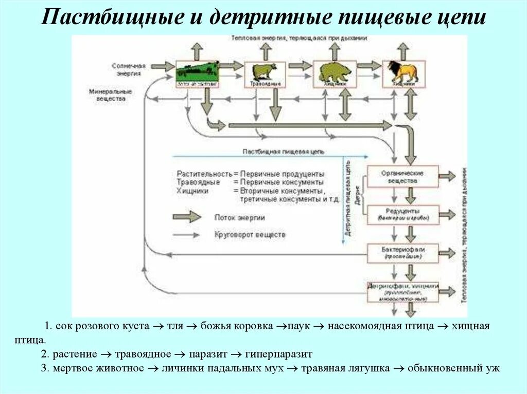 Поток энергии и пищевые цепи схема. Потоки вещества и энергии в пищевых цепях. Составление схем передачи веществ и энергии цепей. Поток энергии и пищевые цепи круговорот веществ. Поток энергии и пищевые цепи