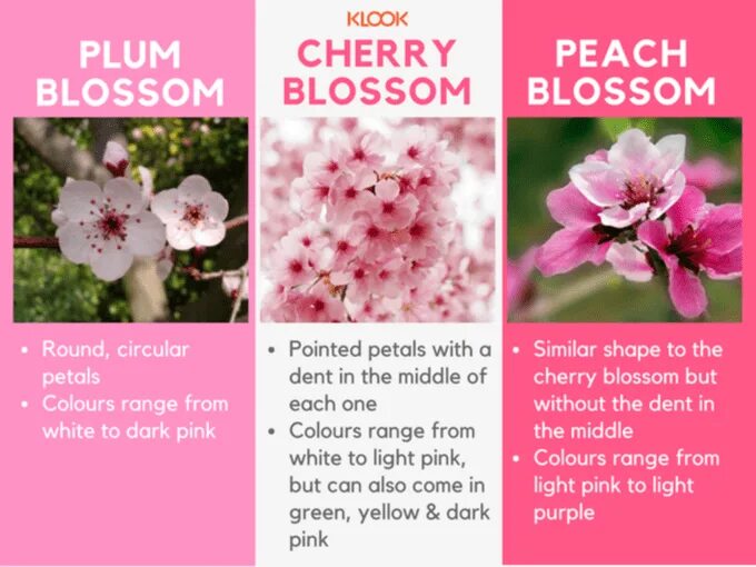 The national cherry blossom festival takes place in washington d. Japan core theme icons pink. Китайская живопись слива мэйхуа. Andy blossom тату. Веточка сакуры массаж.