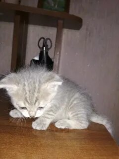 Осталось 2 котенка