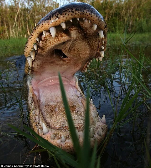 Крокодилы открывают рот. Пасть крокодила. Пасть аллигатора. Крокодил с ра крытой пастью.