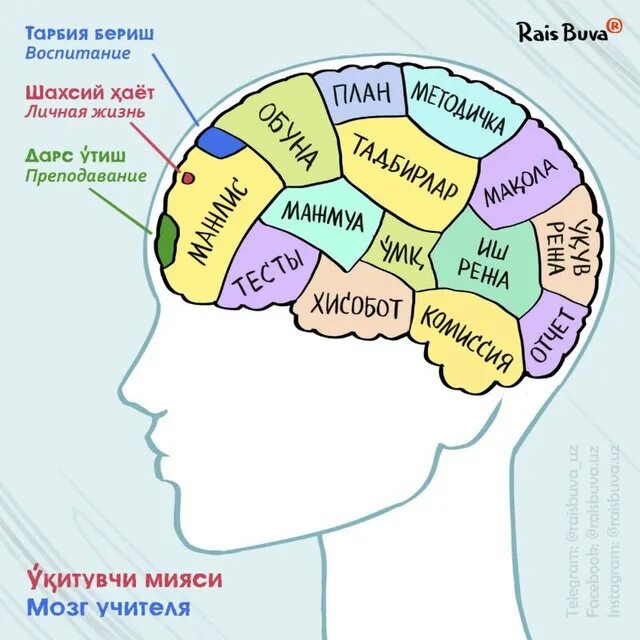 Мозг учителя. Мозг училки. Мозги училки. Учительница и мозг. Купи училку без мозгов