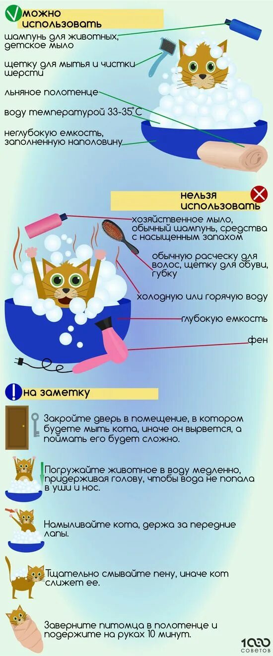 Чем мыть домашнюю кошку. Как правильно мыть кошку. инфографика как мыть кота. маска для кота для мытья.