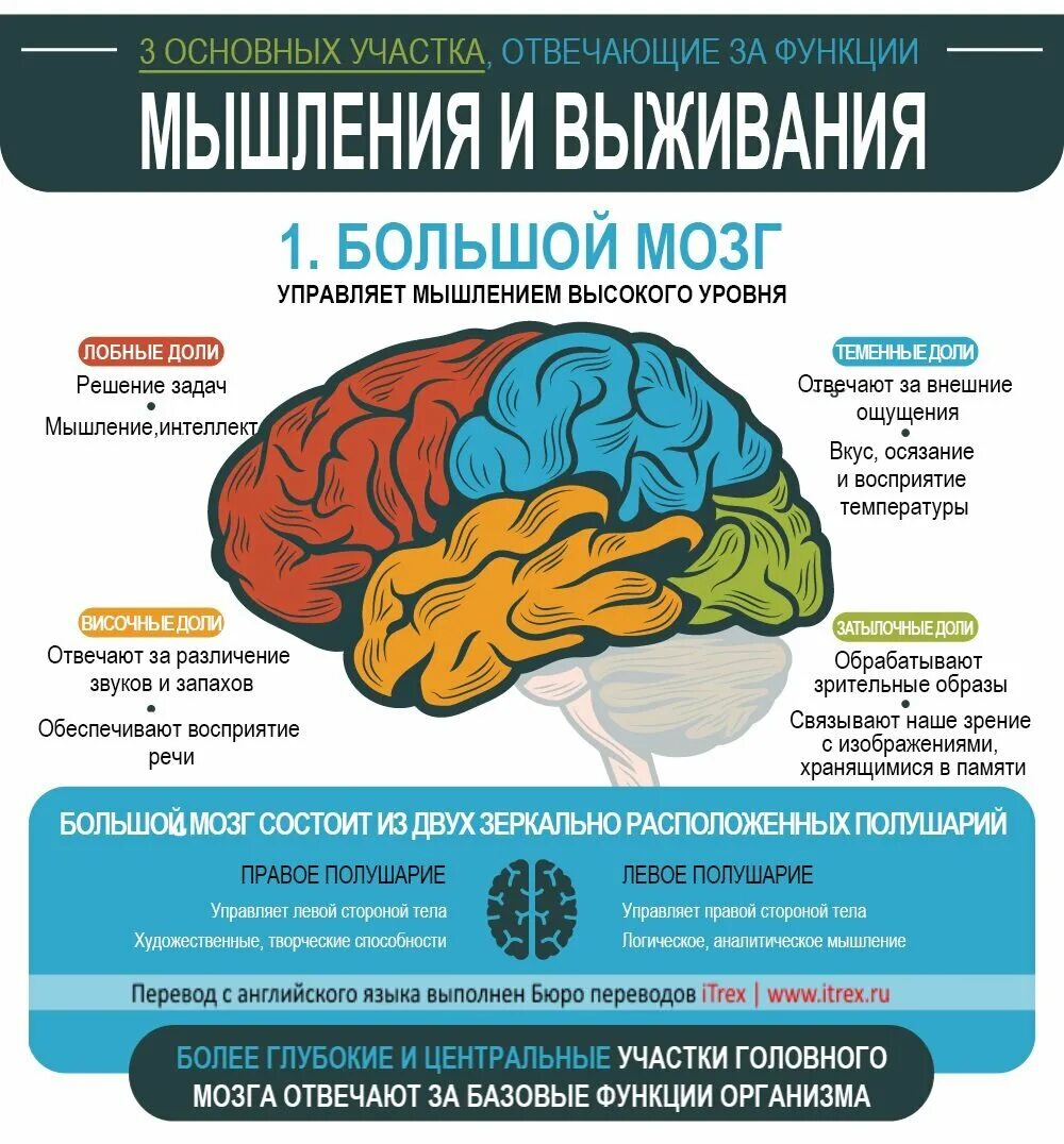 Отдыхает ли мозг. Мозг инфографика. Деятельность головного мозга. Функционирование мозга.