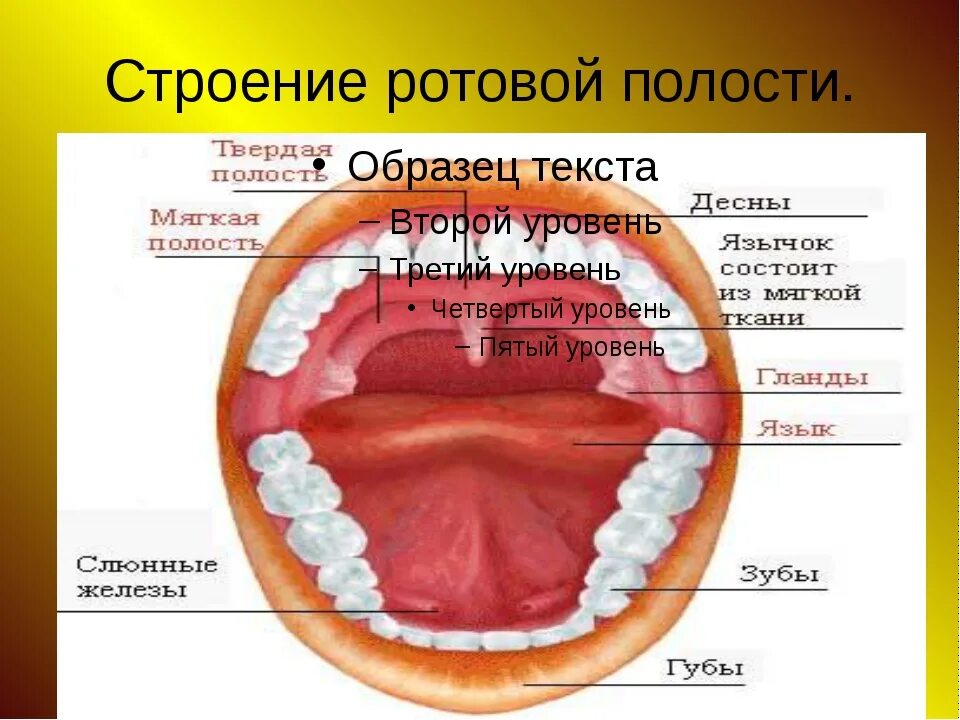 3D модель Человеческий рот зубы язык - TurboSquid 558126