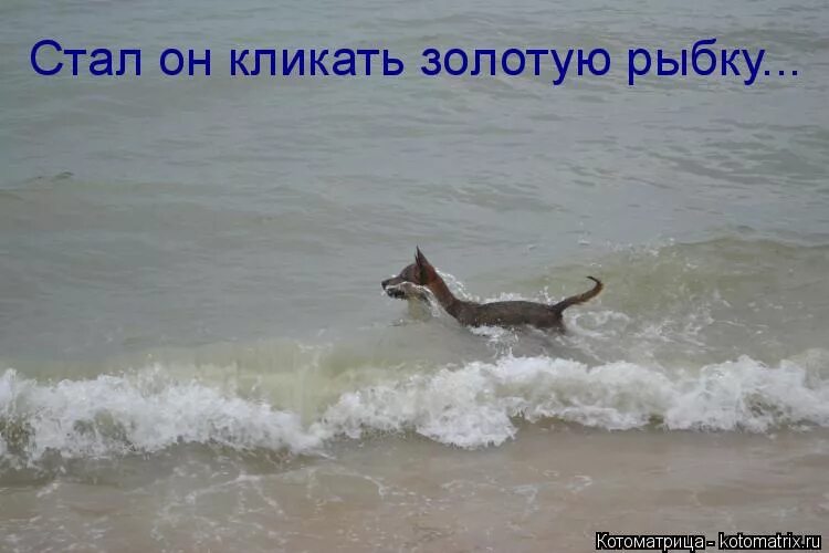Стал он кликать золотую рыбку. Он кликать.