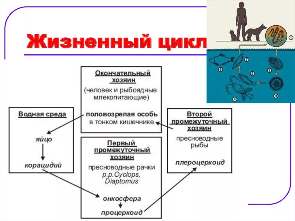 Годовой жизненный цикл этапы. Жизненный цикл млекопитающих по схеме. Жизненный цикл млекопитающих схема. Схема годового жизненного цикла млекопитающих.