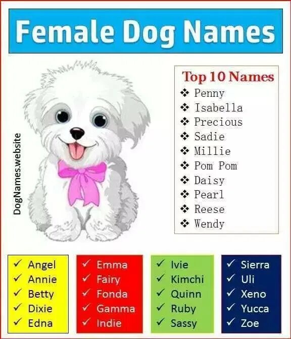 Перевод клички собаки. Имена собак на английском. Иностранные имена собак. Клички для собак мальчиков маленьких. Английские собачьи имена.