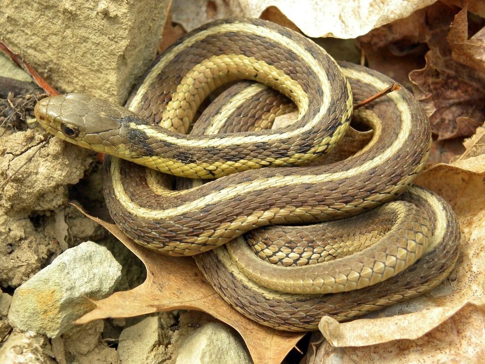 Подвязочная змея (Thamnophis sirtalis). Подвязочная змея пестрая (Thamnophis Marcianus). Полосатый полоз. Калифорнийский подвязочный уж.