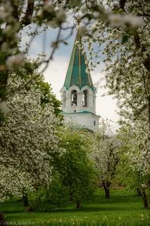 Коломенский парк цветение